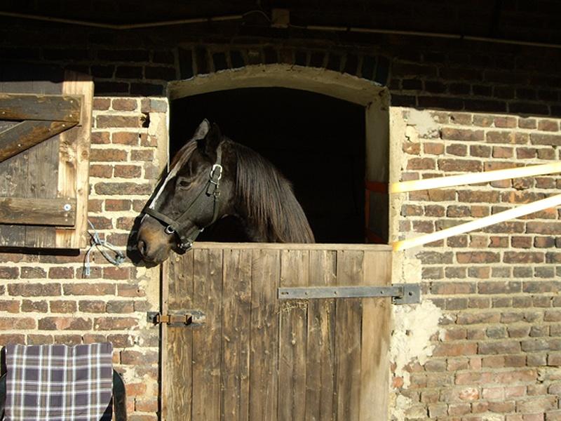 Wisconsin Homes for Sale with Horse Barn